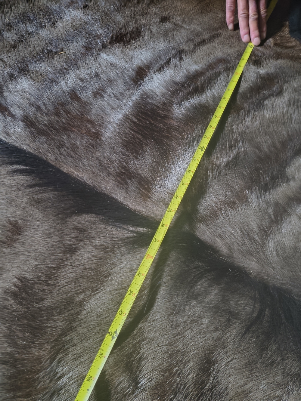 Wildbeeste Rug. - Picture 5 of 6